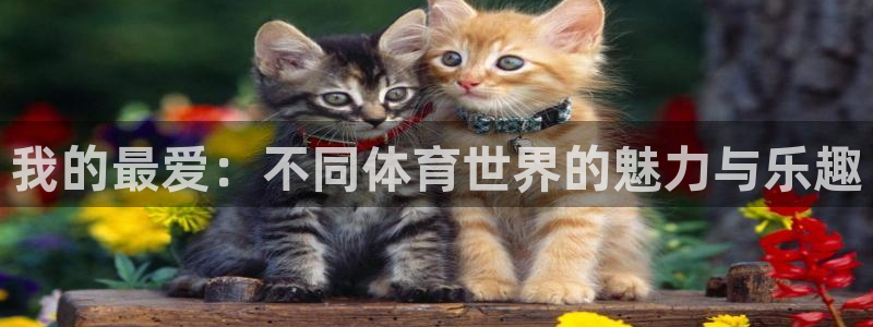 yy易游官网下载招商:我的最爱:不同体育世界的魅力与乐趣